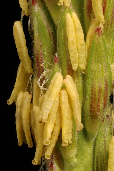 Кукуруза Zea Mays Мужские Цветы Крупным Планом — стоковое фото