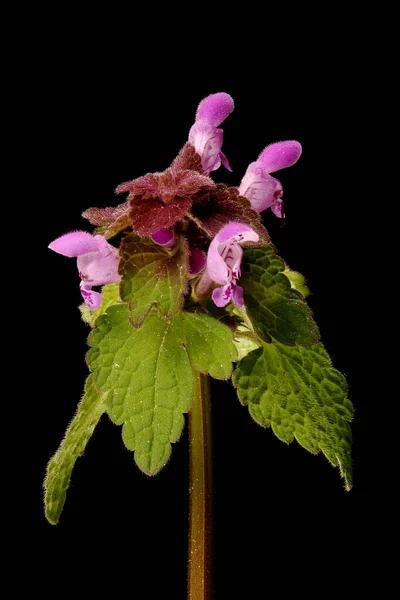 Kesik Yaprak Ölü Nettle (Lamium purpureum). Enfeksiyon. Yakın çekim.