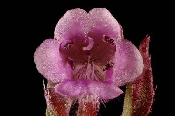 Korean Perilla Perilla Frutescens Flower Closeup — Stock Photo, Image