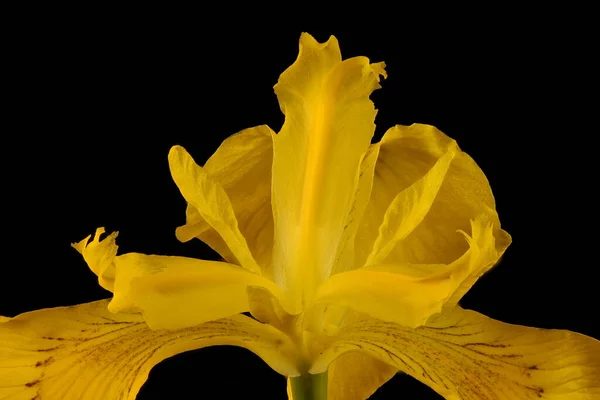 Sarı Ris Iris Pseudacorus Çiçek Ayrıntısı Kapatma — Stok fotoğraf