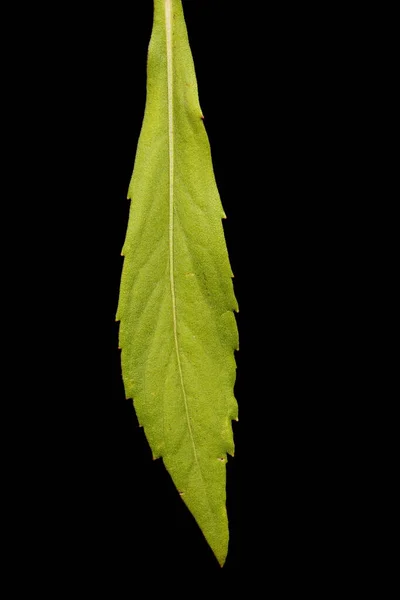 Sneezeweed Helenium Autumnale Leaf Closeup — Stock Photo, Image