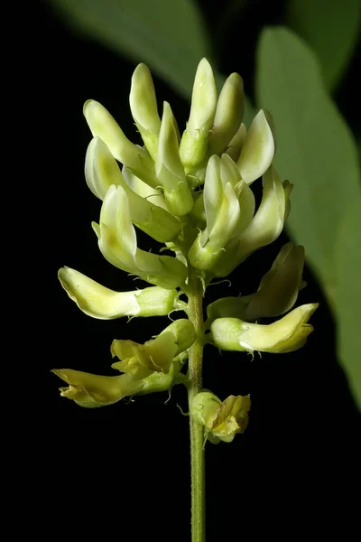 Vahşi Meyankökü Astragalus Glisifilis Enfeksiyon Yakın Çekim — Stok fotoğraf