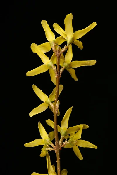 Jardim Forsythia Forsythia Intermedia Inflorescência Closeup — Fotografia de Stock