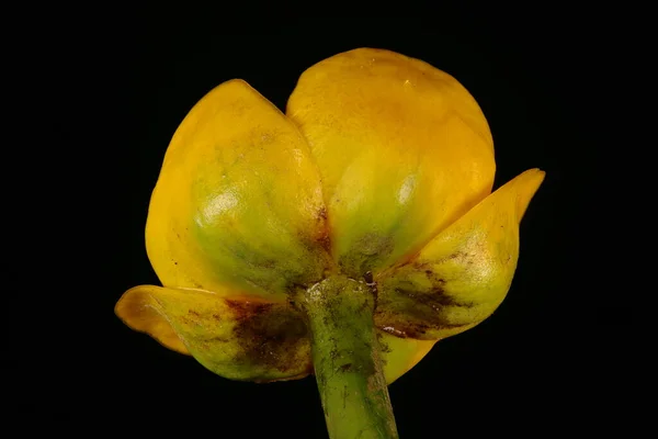 Жовта Вода Лілі Nuphar Lutea Квітка Закриття — стокове фото