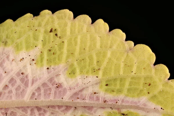 Painted Nettle Plectranthus Scutellarioides Leaf Detail Closeup — Stock Photo, Image