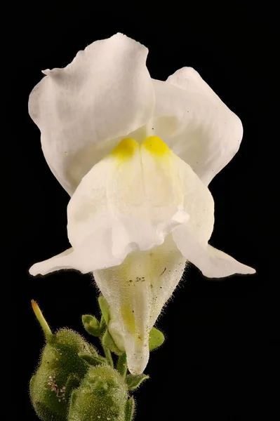 Snapdragon Англ Antirrhinum Majus Квітка Крупним Планом — стокове фото