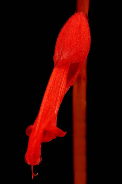 Scarlet Sage Salvia Splendens Κλείσιμο Λουλουδιού — Φωτογραφία Αρχείου