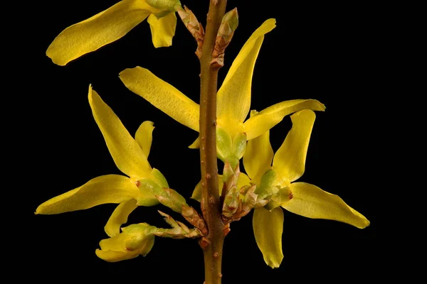 Garden Forsythia Forsythia Intermedia Inflorescence Closeup — Stock Photo, Image