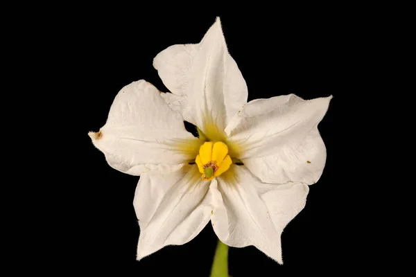 Patata Solanum Tuberosum Primer Plano Flor — Foto de Stock