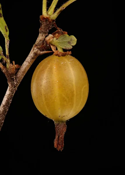 Groselha Espinhosa Ribes Uva Crispa Closeup Frutas — Fotografia de Stock