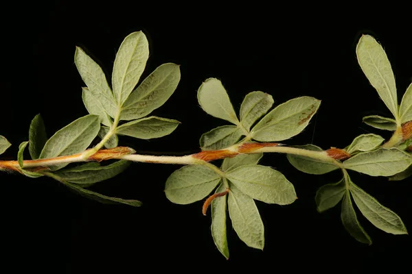 Davurian Cinquefoil Dasiphora Glabrata Stjälk Och Blad Närbild — Stockfoto