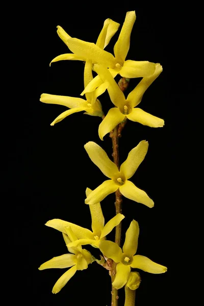 Garden Forsythia Forsythia Intermedia Inflorescence Closeup — Stock Photo, Image