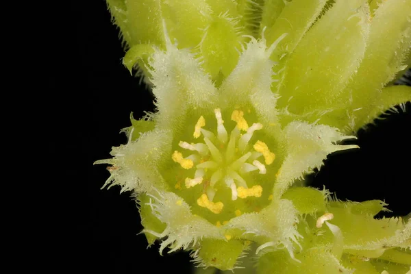 Rolling Hen Chicks Jovibarba Globifera Fecho Flor — Fotografia de Stock