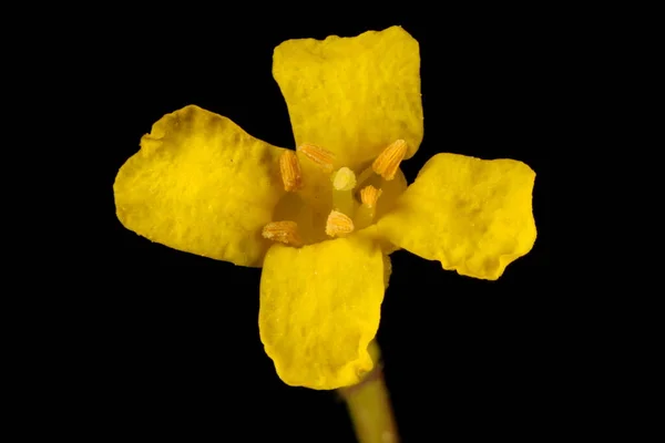 Crescione Invernale Barbarea Vulgaris Primo Piano Fiore — Foto Stock