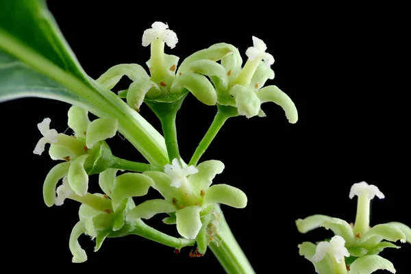 Asa Vine (Celastrus orbiculatus). Inflorescene Yakın Çekim
