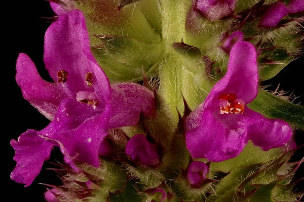 Betony (Stachys officinalis). Inflorescence Detay Kapatma