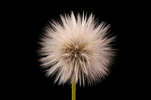 Perenále Sow Thistle Sonchus Arvensis Ovoce Velké Detailní Záběr — Stock fotografie