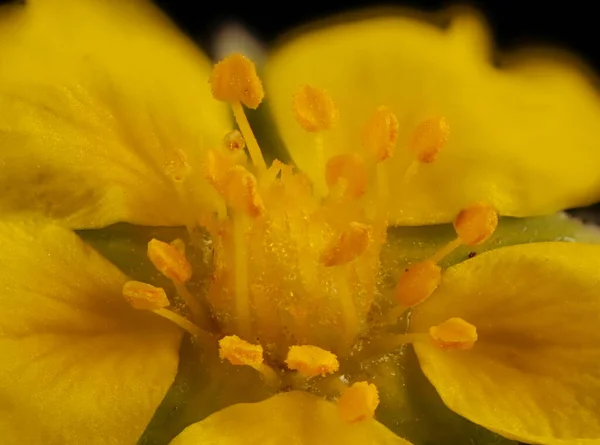 Zilverolie Potentilla Argentea Vissen Meeldraden — Stockfoto