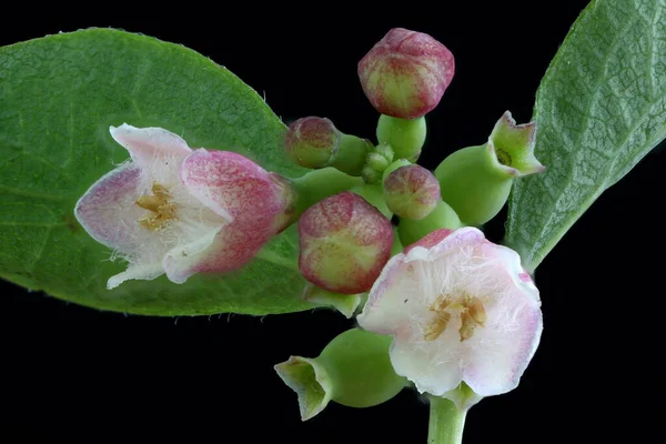 Snöbär Symphoricarpos Albus Blomstã Llning Närbild — Stockfoto