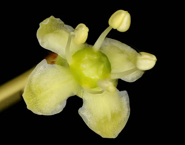 Wrzeciono Fortuny Euonymus Fortunei Kwiat Zbliżenie — Zdjęcie stockowe