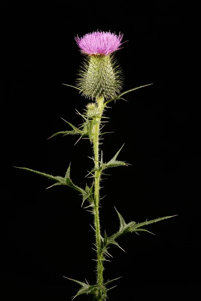 Mızrak dikeni (Cirsium vulgare). Enfeksiyon. Yakın çekim.