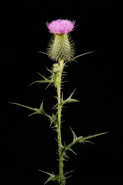 Lándzsa Bogáncs Cirsium Vulgare Infloreszcencia Közeli — Stock Fotó