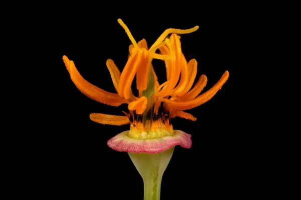 加州波比 Eschacademic Zia Californica Pistil和Stamens Closeup — 图库照片