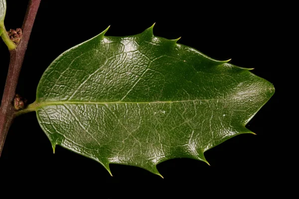 Holly Ilex Aquifolium Levél Közelkép — Stock Fotó