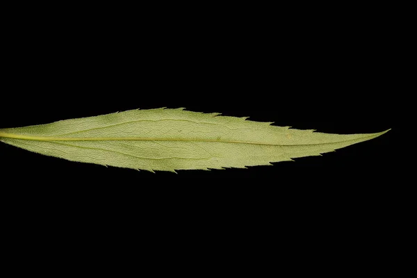 Early Goldenrod Solidago Gigantea Primeros Planos Hoja — Foto de Stock