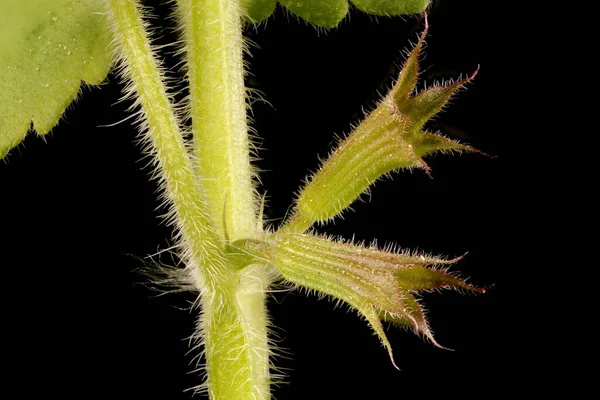 Ground Ivy Glechoma Hederacea Verticillaster Yakın Plan — Stok fotoğraf