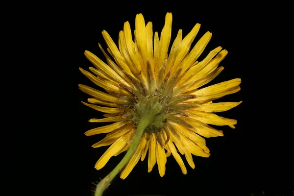 지속적 Sonchus Arvensis 자본주의 클로저 — 스톡 사진