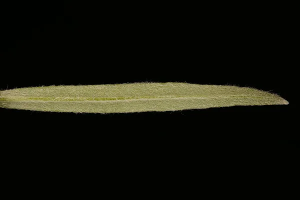 Krimschnee Sommer Cerastium Biebersteinii Blatt Nahaufnahme — Stockfoto