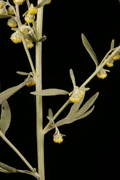 Malört Artemisia Absinthium Blomstã Llning Detalj Närbild — Stockfoto