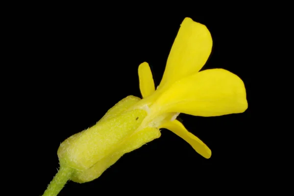 Treacle Mustard Erysimum Cheiranthoides Primo Piano Fiore — Foto Stock