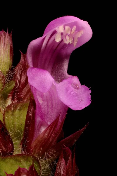 Flow Selfheal Prunella Grandiflora 플라워 클로즈업 — 스톡 사진