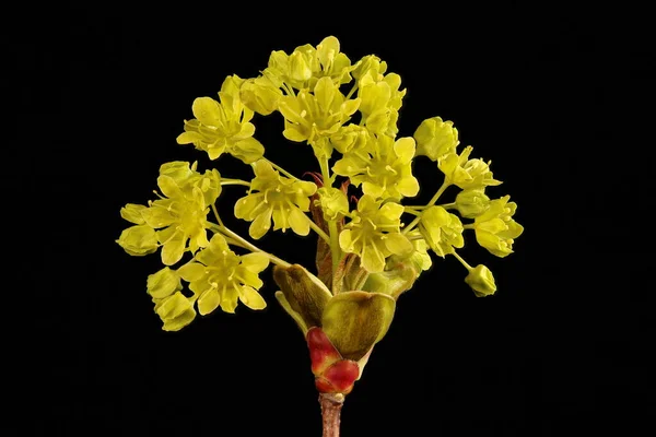 Norway Maple (Acer platanoides). Male Inflorescence Closeup — Stock Image Norway Maple Acer Platanoides Male Inflorescence Closeup Stock Photo