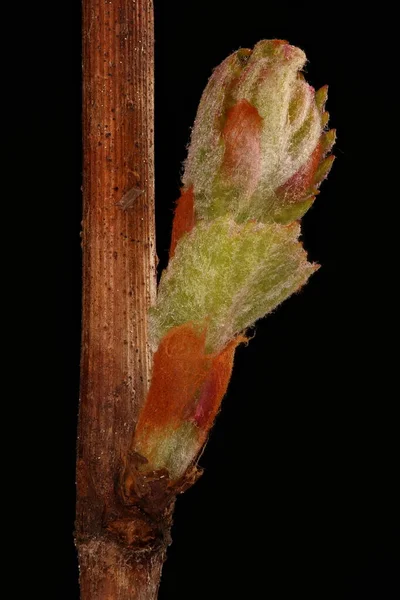 Grape Vine (Vitis vinifera). Opening Leaf Bud Closeup — Stock Image Grape Vine Vitis Vinifera Opening Leaf Bud Closeup Royalty Free Stock Images