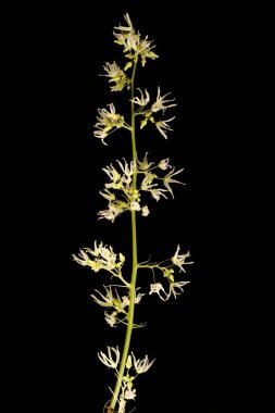 Vahşi Salatalık (Echinocystis lobata). Enfeksiyon. Yakın çekim.
