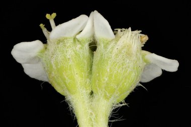 Beyaz Marjinli Spurge (Euphorbia marginata). Cyathia Kapanış