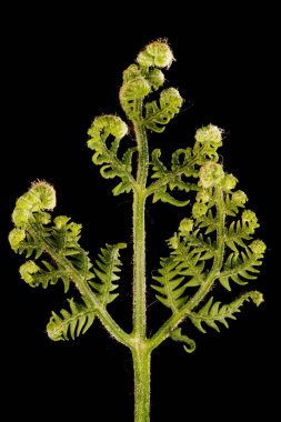 Bracken (Pteridium aquilinum). Genç Cephe Kapanışı