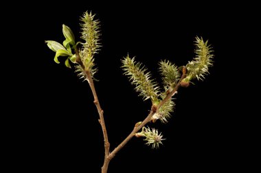 Gri Söğüt (Salix cinerea). Kadın Enfeksiyonu. Yakın çekim.