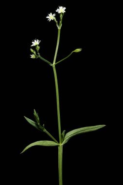 Küçük Stitchwort (Stellaria graminea). Alışkanlık