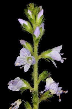 Heath Speedwell (Veronica officinalis). Enfeksiyon. Yakın çekim.