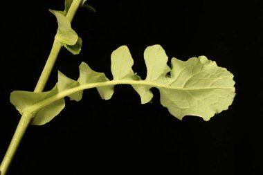 Şalgam Tecavüzü (Brassica rapa). Yaprak Kapanışı