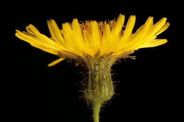 Perennial Sow-Thistle (Sonchus arvensis). Capitulum Kapanış