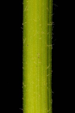 Kuzey Fleabane (Erigeron strigosus). Kök Yakın Çekim