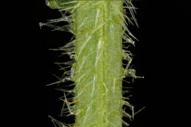 Yıllık Bugloss (Anchusa arvensis). Kök Yakın Çekim