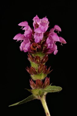 Büyük-Çiçekli Selfheal (Prunella grandiflora). Enfeksiyon. Yakın çekim.