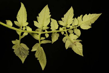 Domates (Lycopersicon esculentum). Yaprak Kapanışı