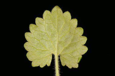 Ground Ivy (Glechoma hederacea). Yaprak Kapanışı